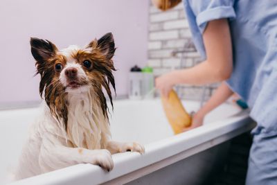 Pet Grooming and Pet Sitting Insurance in Sandy, OR by CCB Insurance Services
