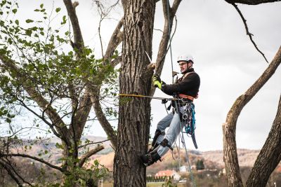 Tree Trimming Insurance in Sandy, OR by CCB Insurance Services